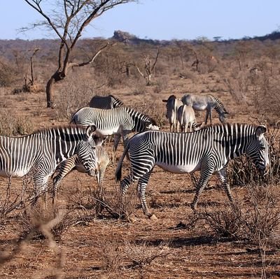 Indigenous community-led conservancy that develops resilient commun conservancies to contribute ecotourism, supporting local comm and safeguard natural habitats