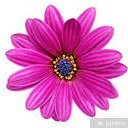 AyeAlatas's profile picture. aysedefne.base.eth