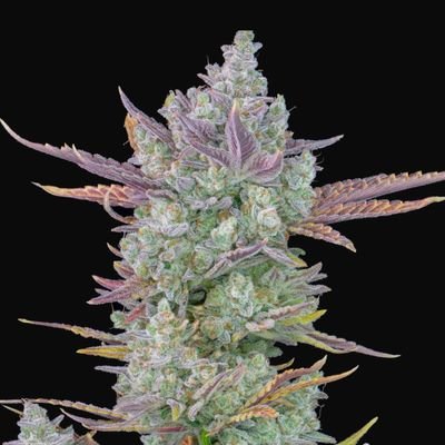 High quality novelty cannabis seeds from the mile high city.