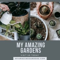 My Amazing Gardens(@myamazinggarden) 's Twitter Profile Photo