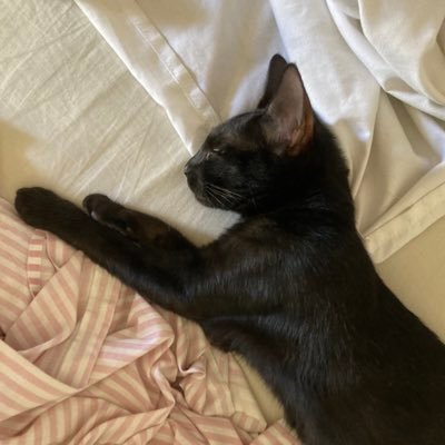 luizaacarvaalho's profile picture. four in some velvet mornin’ ;) brian o’conner is my man