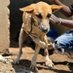 Save Dogs for Africa (@Ssegawanoa) Twitter profile photo