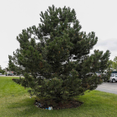 SEVENdejarvu's profile picture. HOLAAA