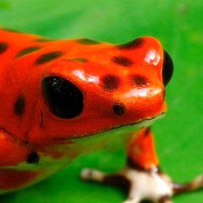 grungposting's profile picture. 🐸 Swamp Defender | Stealthy Frog 🌿 | Explorer | Nature's Guardian | #GrungLife 🌳🌙🔥