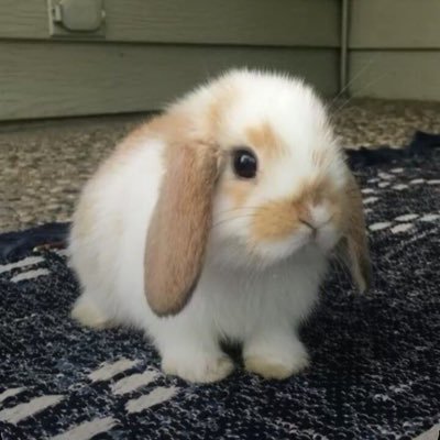 unwellbunnybaby's profile picture. ๑⃙⃘´༥`๑⃙⃘ mdni plzzzzzz nineteen ૮₍ɵ̷﹏ɵ̷̥̥᷅₎ა        digital diary ૮₍°□°₎ა