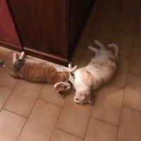 Paola64 (@pollydb64) 's Twitter Profile Photo Paola64 (@pollydb64) 's Twitter Profile Photo