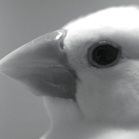 KNTVLG's profile picture. IT / Stocks / 競馬