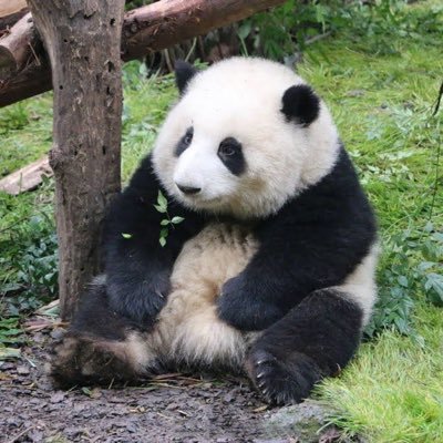 ilovepandas374's profile picture. 