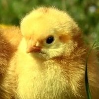 ひよこモンスター (@hiyokotrader) 's Twitter Profile