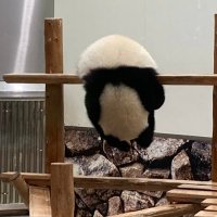 petechuan.eth 💛 DROP (@cedar6pete) 's Twitter Profile