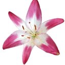 Heidi Bravo - @elporro96 - Twitter