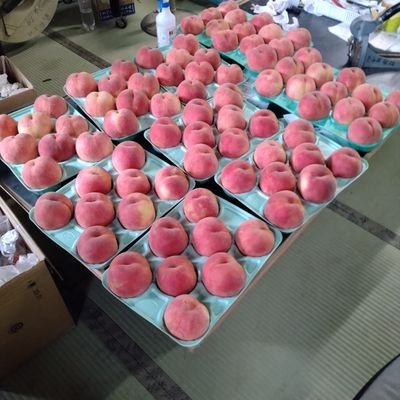 EjentoD92617's profile picture. さくらんぼ80a桃65a洋梨40aシャインマスカット20aりんご10a
TOWNSHIPやってます

もう限界