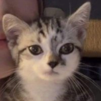 Acatito245 (@acatito_solito) 's Twitter Profile