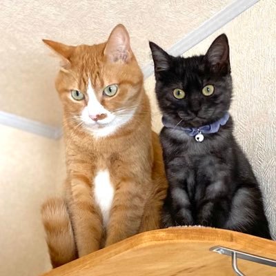 猫日是好日 (@hifukibouura) / X 猫日是好日 (@hifukibouura) / X