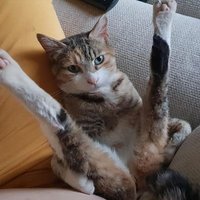 Mačka Spremna Za Ono(@upravusam) 's Twitter Profile Photo