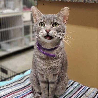 jogetvv's profile picture. apes together stronk. meow