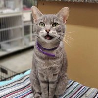 topKEK (@jogetvv) 's Twitter Profile