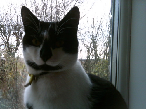 jasminecanham28's profile picture. Hi I like mucic and LPS ETC