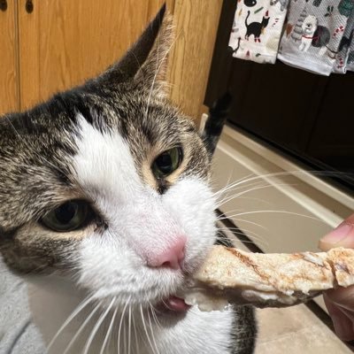 bartybop's profile picture. the world went to shit after Steve Irwin died