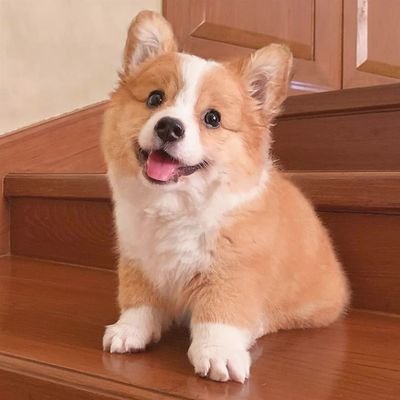 ❣️Welcome to @corgi_loverss
We share daily #corgi contents
Follow us if you really love corgis ❣️