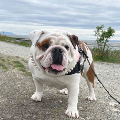 👉 Welcome to @bulldog_lovers_club65 
🦮We share daily #bulldog contents
🐾 Follow us if you really love bulldog