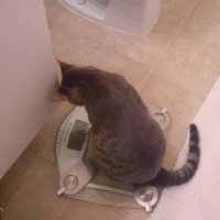 lys (@n0thvngry) 's Twitter Profile