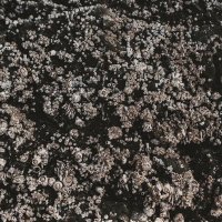 Cordelia Pamela (@cordeliapa21178) 's Twitter Profile