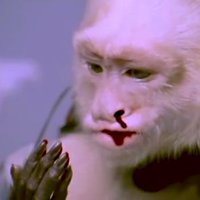 bloody monkey (DMK) (@selvarajwills) 's Twitter Profile