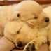 THE ANIMAL HUB (@the_animal_hub) Twitter profile photo THE ANIMAL HUB (@the_animal_hub) Twitter profile photo