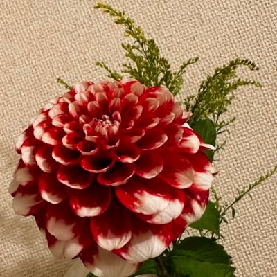 ギリ昭和産。夢。腐。好きなものだけみていたい。🏐🦊etc