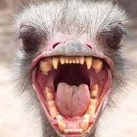 🔸️The.Angry.Ostrich.(@DaAngryOstrich) 's Twitter Profile Photo