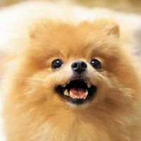ポン太@ゴールド (@josealb27555305) 's Twitter Profile