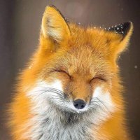 Really, oh sure! (@reallyohsure) 's Twitter Profile