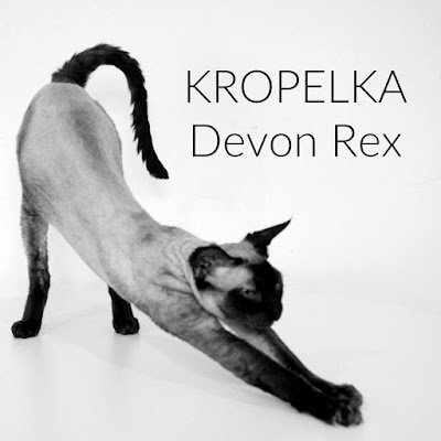 KropelkaDRX Profile Picture