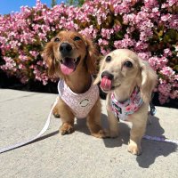 dachshund lovers(@DachshundL30513) 's Twitter Profile Photo