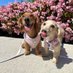 dachshund lovers (@DachshundL30513) Twitter profile photo