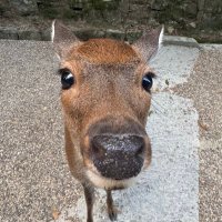 ニオちゃん🦫🐹 (@0nimo_nimo0) Twitter profile photo