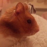 m.kot6005 (@kot6005) 's Twitter Profile