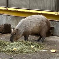 アラフォーの英語学習するおっさん (@ossan_english) Twitter profile photo