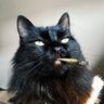 RuiMendes77's profile picture. Gato Roliço // Co-Apresentador dos Podcasts @istonaojogo e Super Papo-Seco (rip) // Programador de Cinema no @IndieLisboaiff