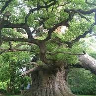 Damo🌳 (@treehuggingcelt) 's Twitter Profile