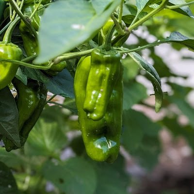 greenYuzz's profile picture. HU B2 地惑