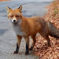 jhon'w umbrella (@jhonwsipayung) 's Twitter Profile