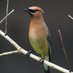 Wildlife Lover (@wildlifeluvr) Twitter profile photo Wildlife Lover (@wildlifeluvr) Twitter profile photo