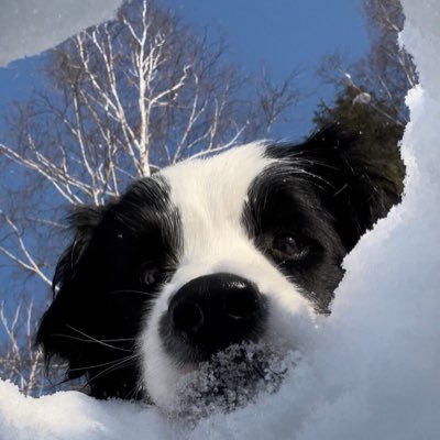 mangosteen56's profile picture. EXO