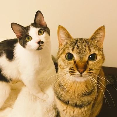 「センちゃん」の日常😺✨と我が家の猫ちゃん達、シェルターの猫ちゃん達の日常等を投稿していきます😸🐶
🐾保護猫シェルターCOCOねこ運営中🐾