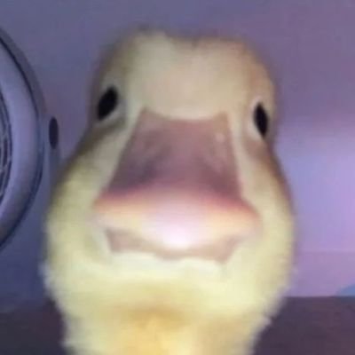 BearSunbathing's profile picture. Enjoyer of the fine arts