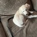 Murphy, the English Cream Golden (@sariahs1715) Twitter profile photo Murphy, the English Cream Golden (@sariahs1715) Twitter profile photo