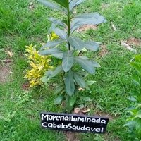 OLPIRON BOTANICAL GARDEN AND TREE NURSERIES (@saderasame36430) 's Twitter Profile