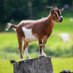 Moat Goat (@moatgoatz) Twitter profile photo Moat Goat (@moatgoatz) Twitter profile photo